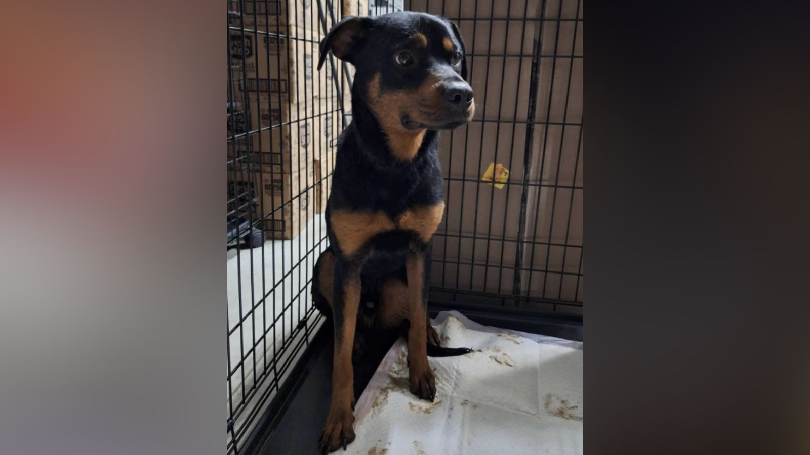 Cachorrinho resgatado