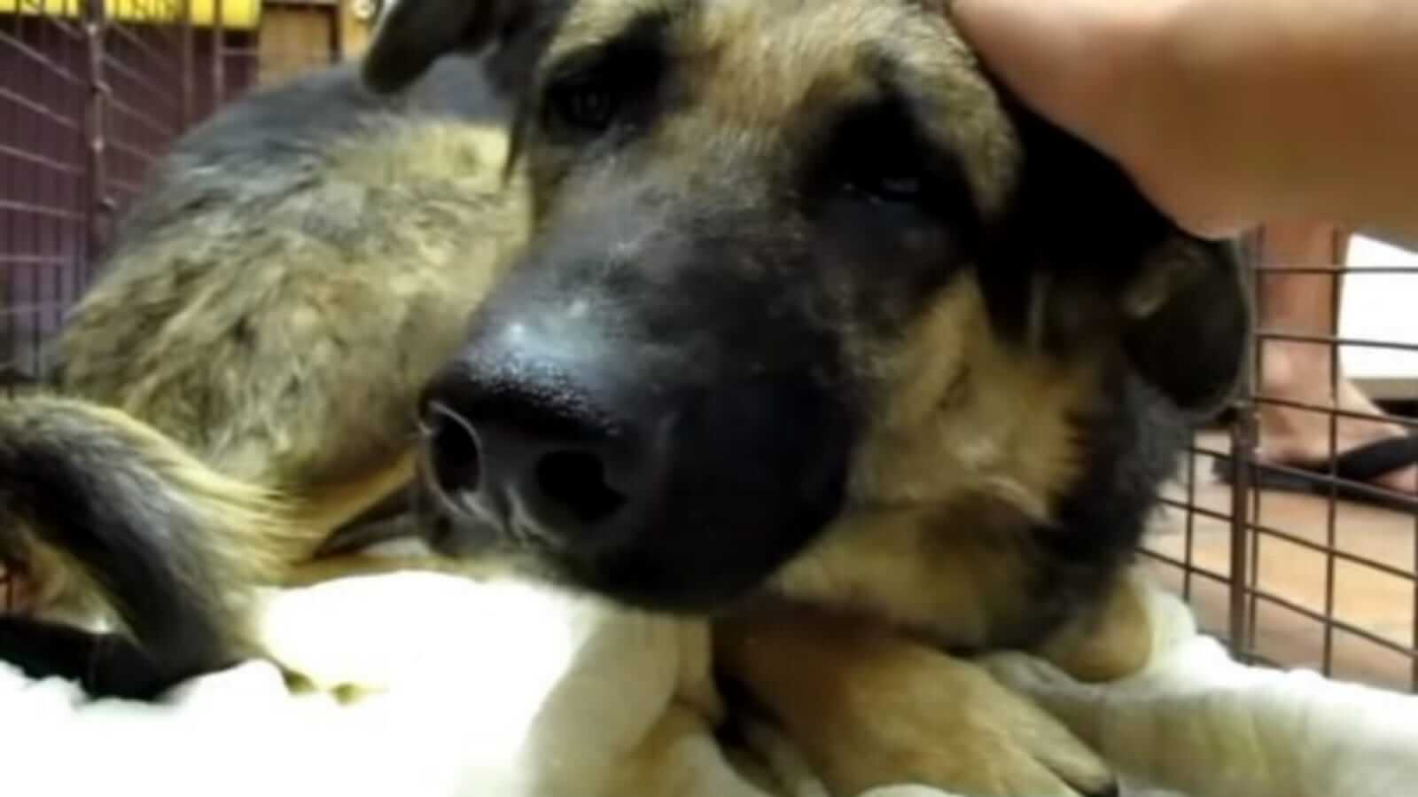 Cachorro recebendo carinho