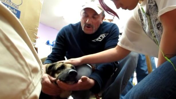 Cachorro recebendo carinho