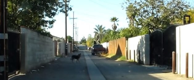 Cachorro em beco sozinho