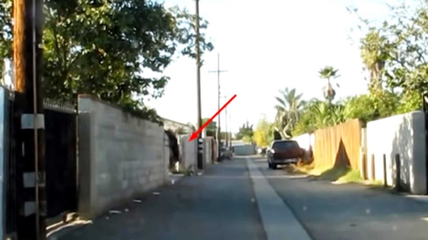 Cachorro tentando pular muro de casa