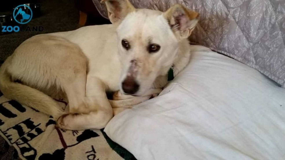 Cachorro deitado em travesseiro