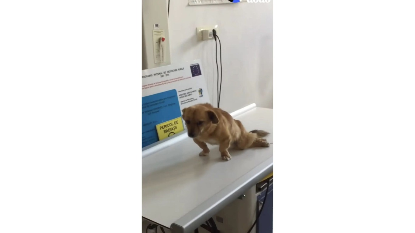 Cachorro paralisado em mesa de veterinário
