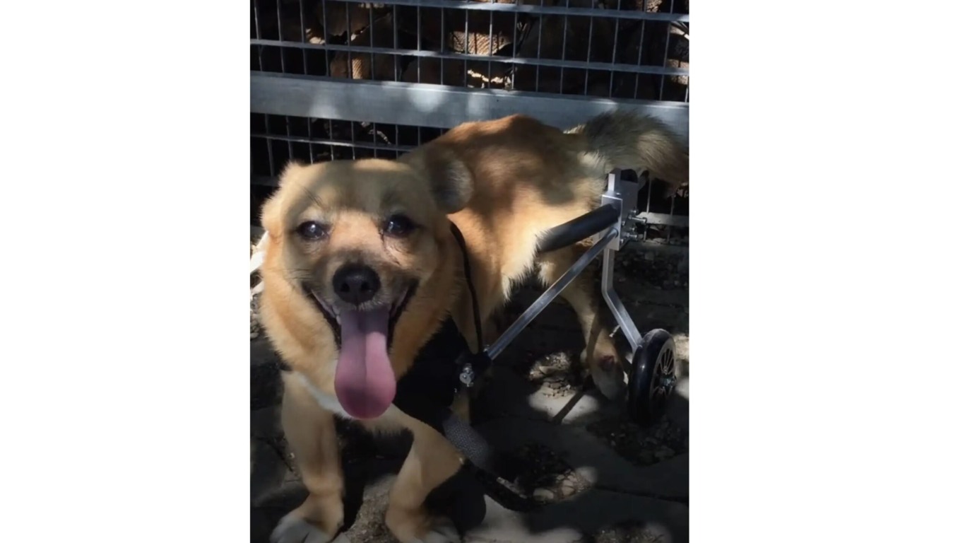 Cachorro com cadeira de rodas
