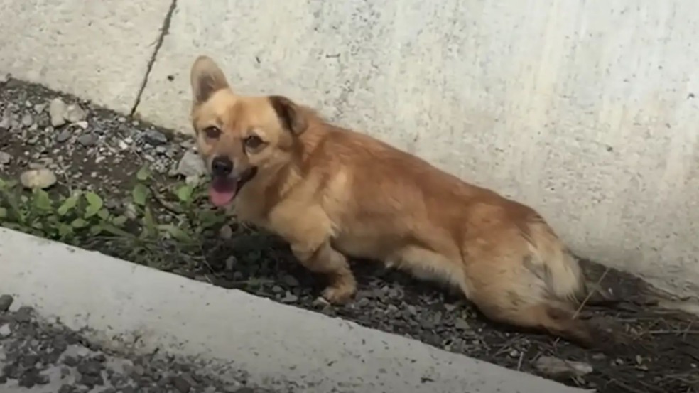 Cachorro paralisado deixado em vala na rua
