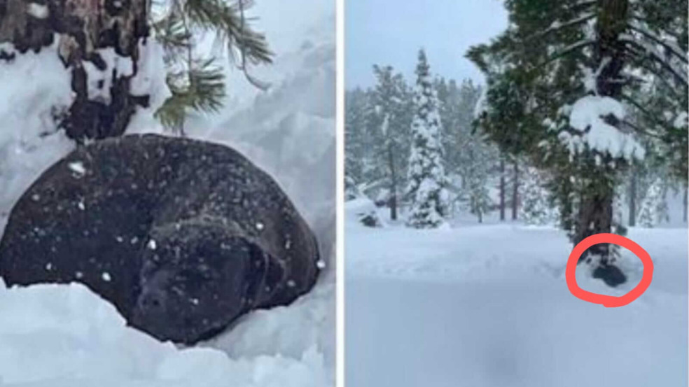 Resgate de cachorro na neve