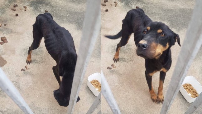 Cachorro desnutrido é resgatado de casa sem água e sem comida em Jundiaí