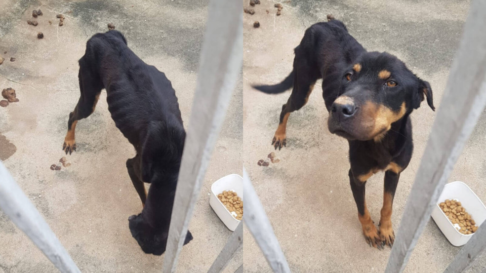 Cachorro desnutrido é resgatado de casa sem água e sem comida em Jundiaí Cachorro desnutrido é resgatado de casa sem água e sem comida em Jundiaí