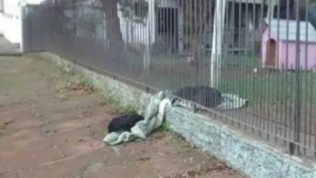Cachorros deitados em cobertor debaixo de cerca