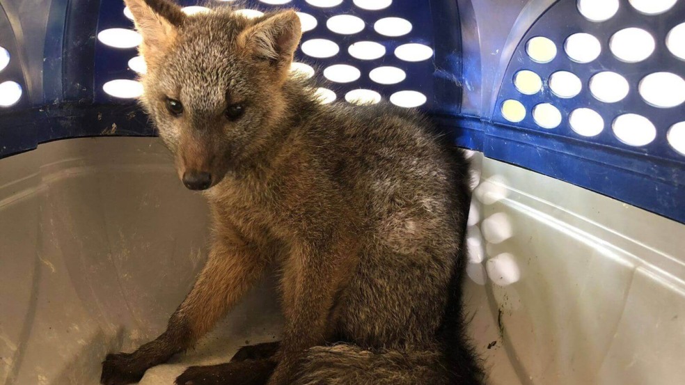 Cachorro-do-mato com paralisia é resgatado em quintal de casa de Jundiaí Cachorro-do-mato com paralisia é resgatado em quintal de casa de Jundiaí