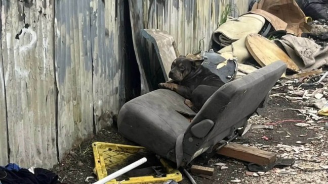 Foto: Reprodução/Suzette Hall/The Dodo