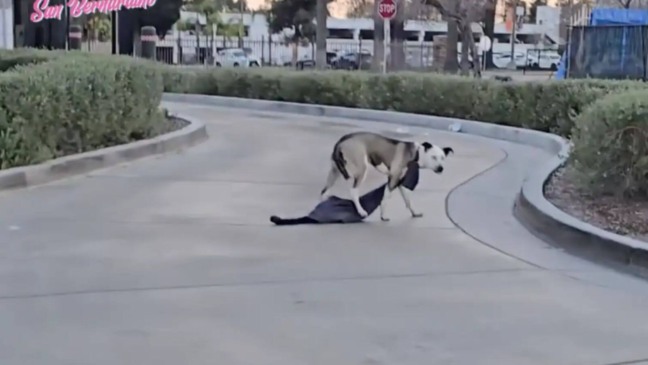 Foto: Reprodução/Instagram/Cats of San Bernardino