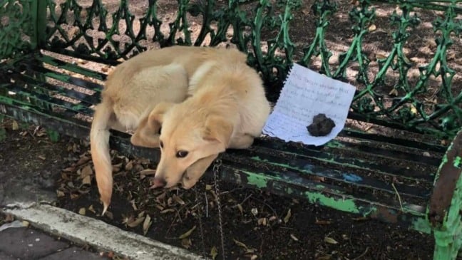 Cachorro em bando ao lado de bilhete
