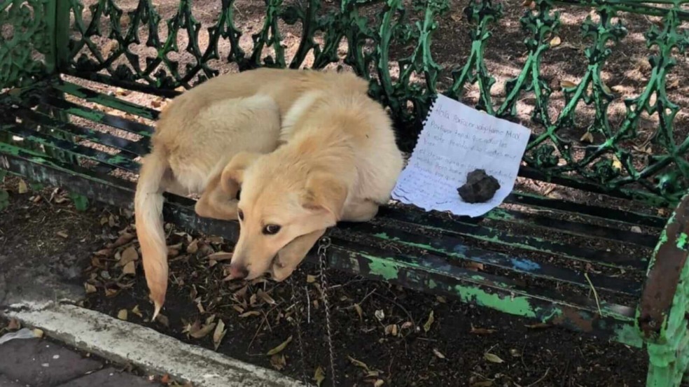 Cachorro em bando ao lado de bilhete