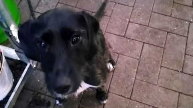 Cachorro preto preso em calçada