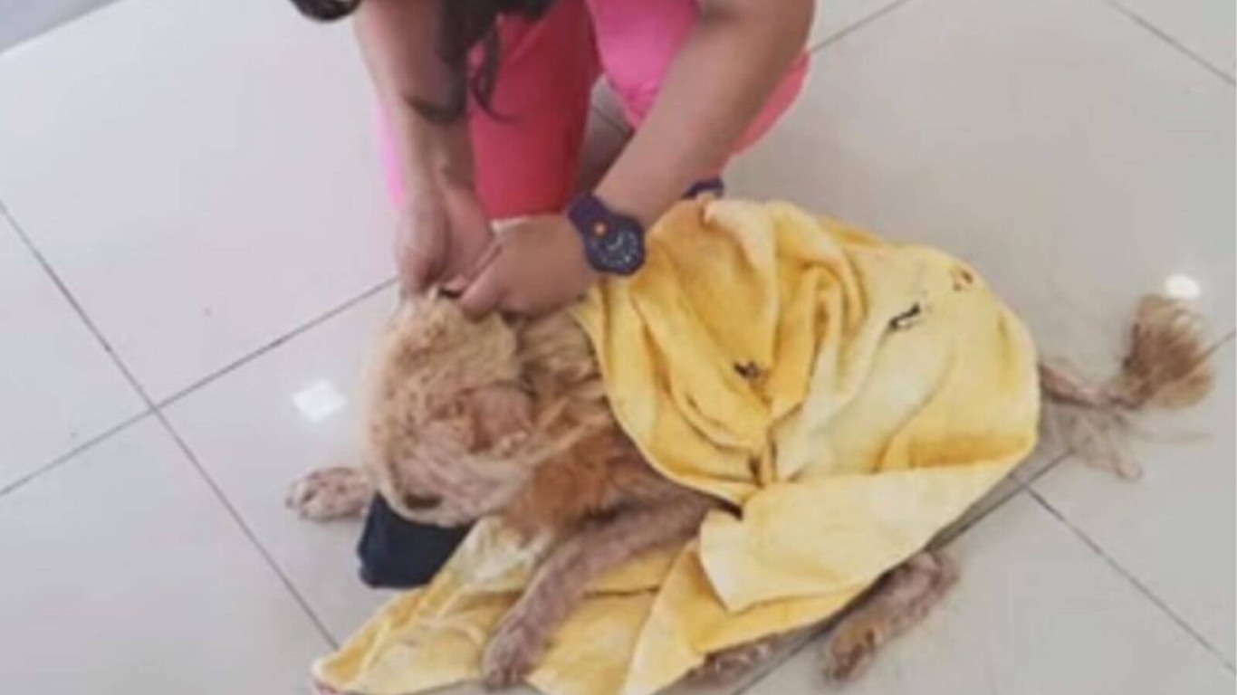 Cachorro é abandonado pela família em vala após ataque cruel de vizinho