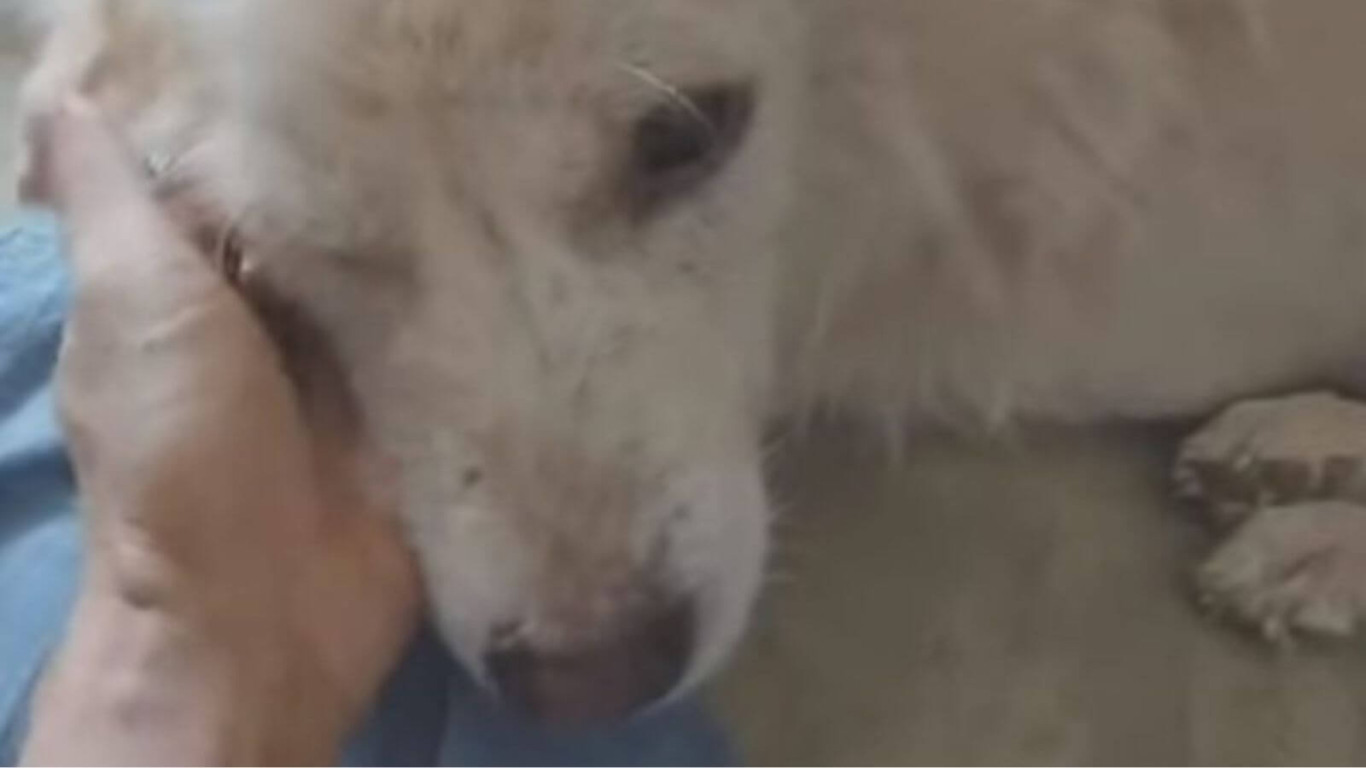 Cachorro é abandonado pela família em vala após ataque cruel de vizinho