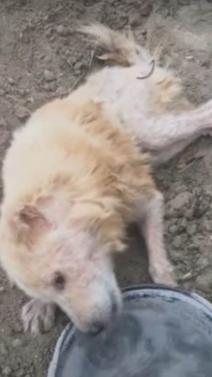 Cachorro é abandonado pela família em vala após ataque cruel de vizinho