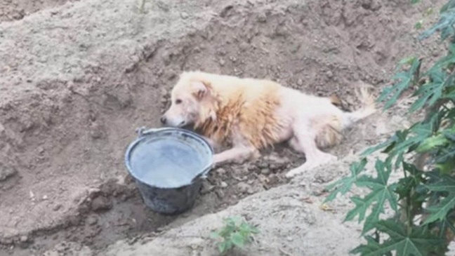 Cachorro é abandonado pela família em vala após ataque cruel de vizinho
