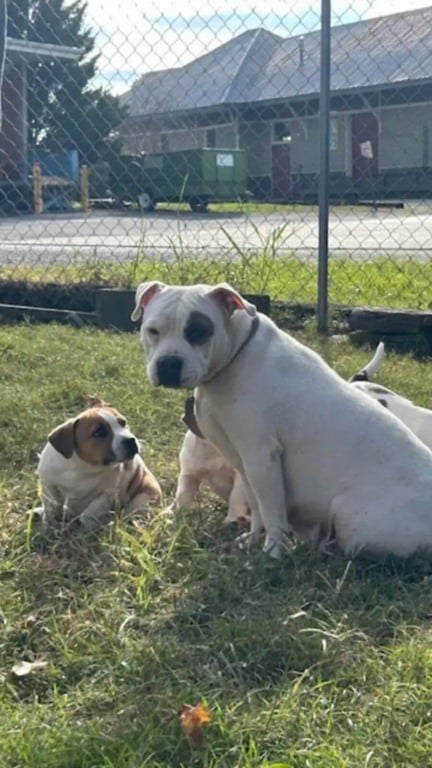 Cachorro com filhotes