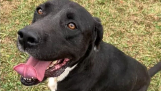 Cachorro labrador preto em grama