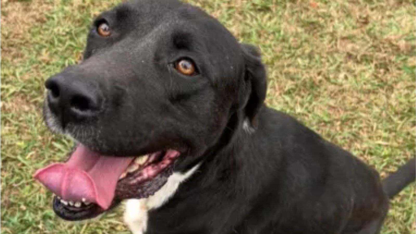 Cachorro labrador preto em grama