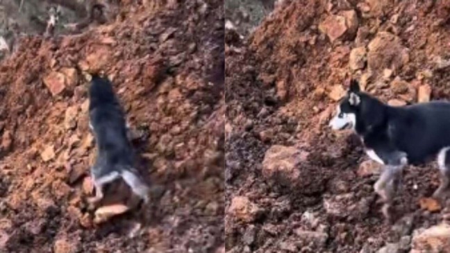 Cachorro é arrastado por deslizamento e milagrosamente sai praticamente ileso