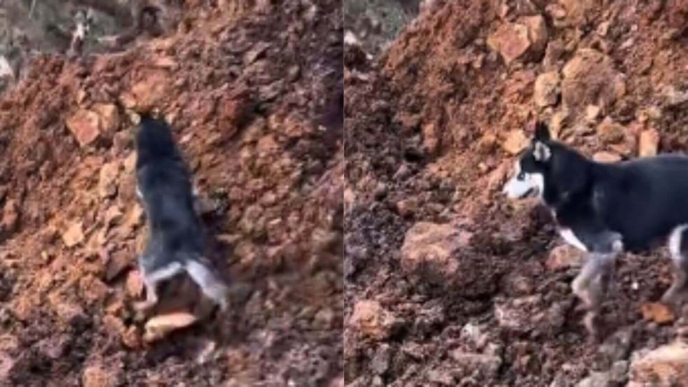 Cachorro é arrastado por deslizamento e milagrosamente sai praticamente ileso