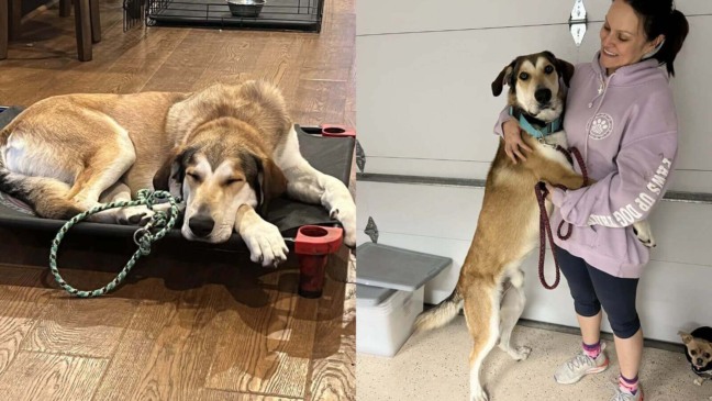 Foto: Reprodução/Mutt Luv Rescue/The Dodo