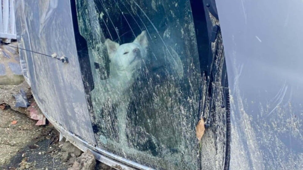 Cachorro preso em carro