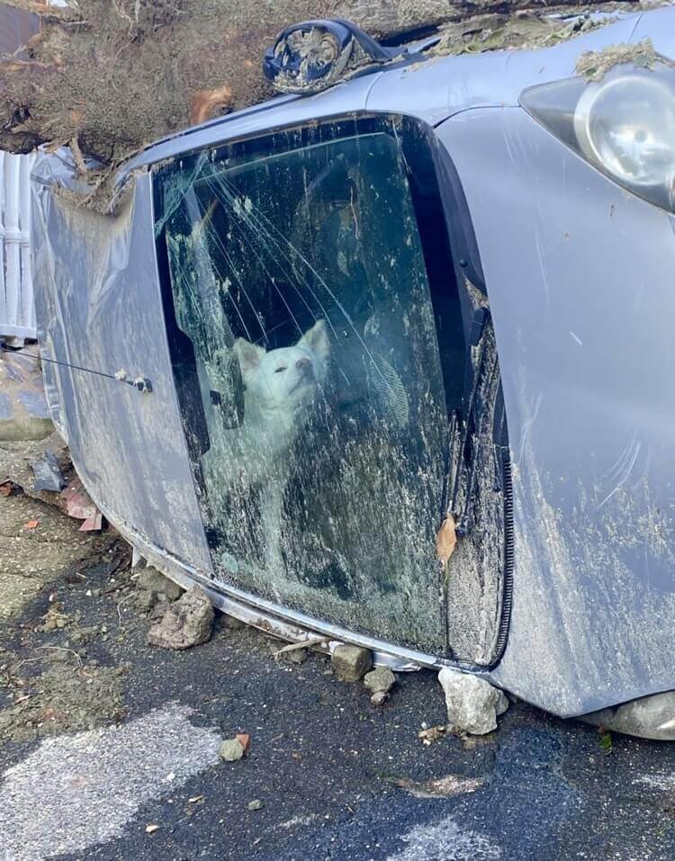 Cachorro preso em carro