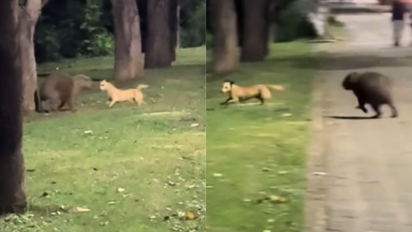 Cachorro é flagrado brincando de pega-pega com capivara