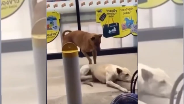 Cachorro é flagrado coçando as costas do amigo