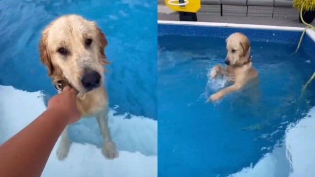 Cachorro é flagrado invadindo piscina do vizinho e se recusa a sair da água