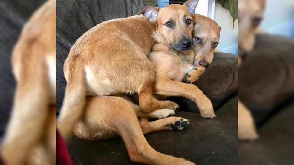 Cachorros abraçados em sofá