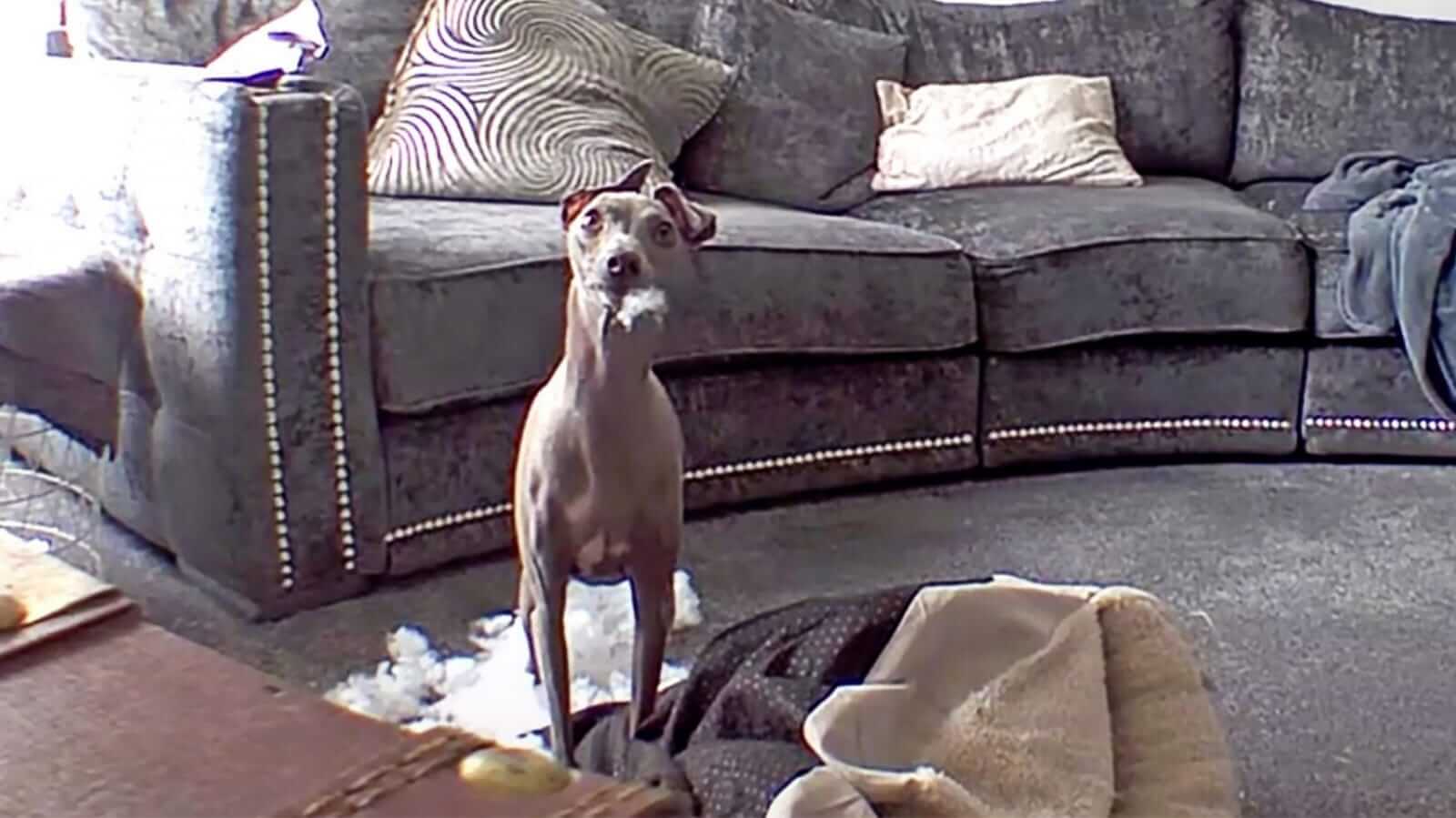 Cachorro em câmera de segurança