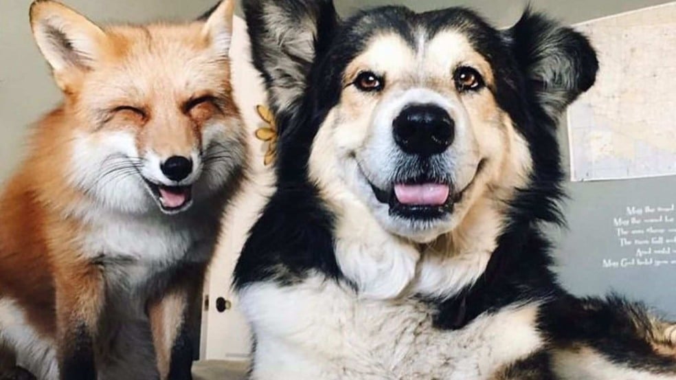 (Foto: Reprodução/Instagram @juniperfoxx)