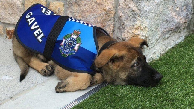 Cachorro filhote deitado no chão com uniforme de polícia