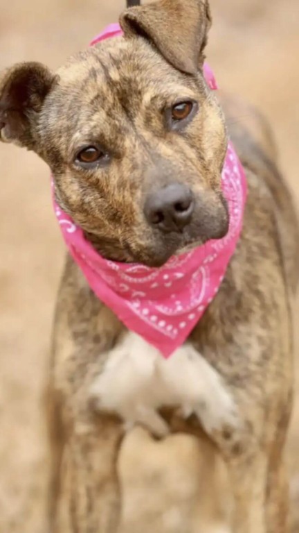 Cachorro é resgatado após passar noites tremendo de frio em sofá no lixo