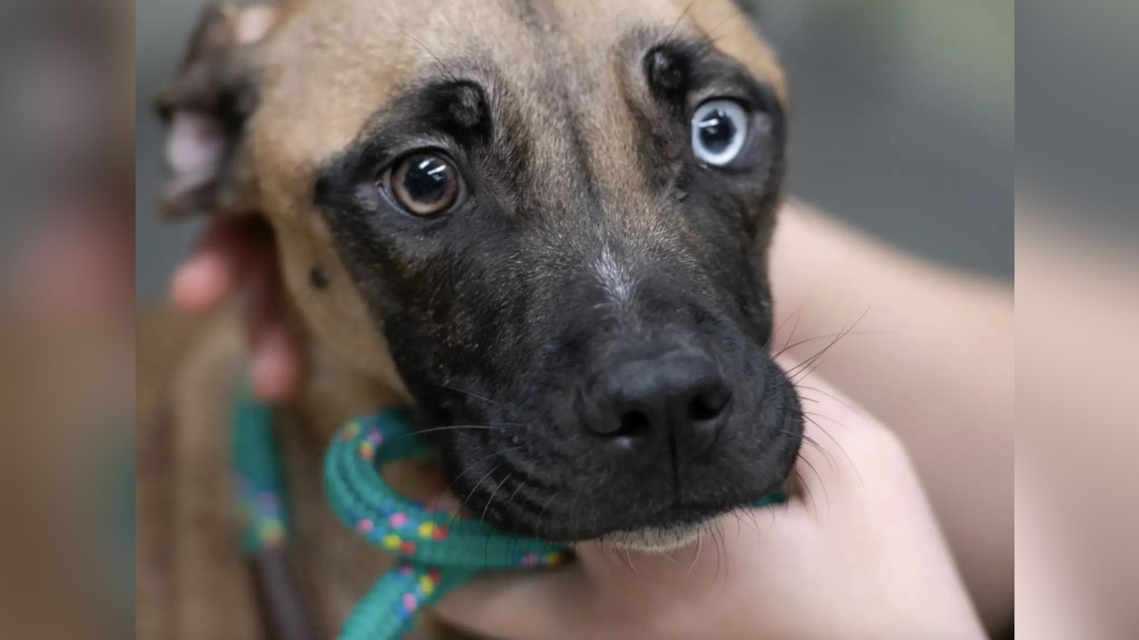 Cachorrinha resgatada