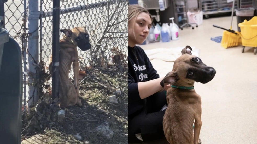 Cachorrinha resgatada