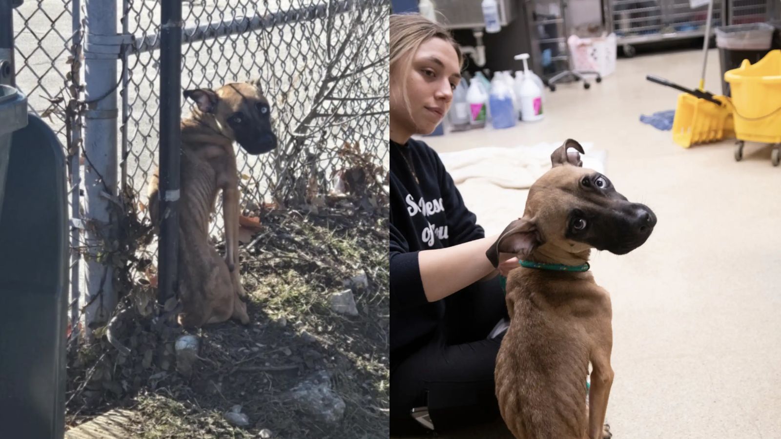 Cachorrinha resgatada