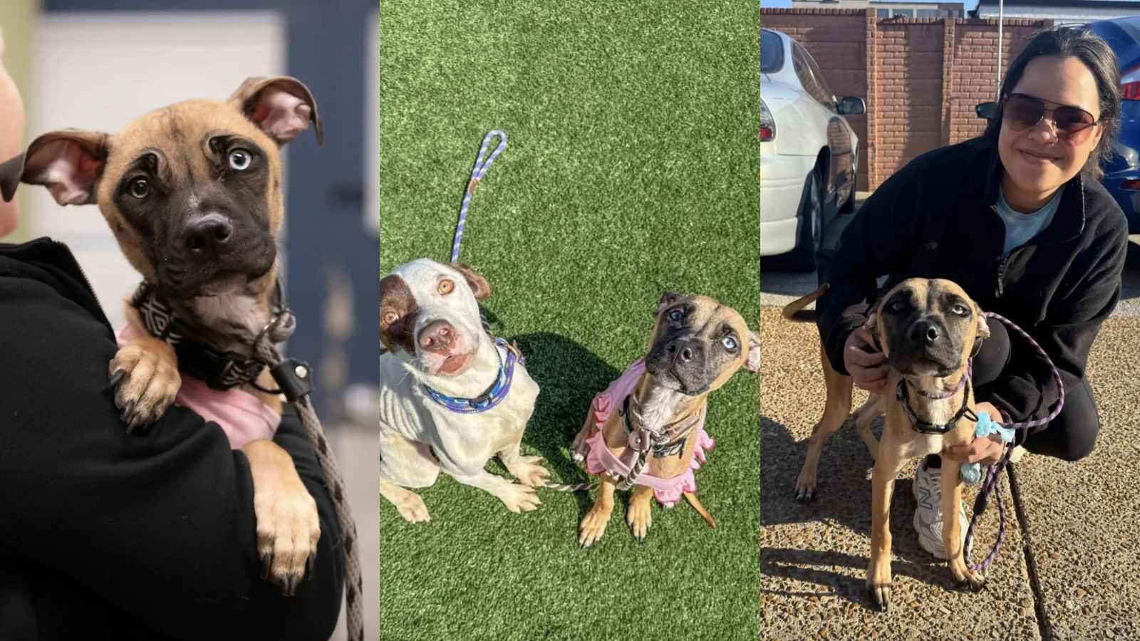 Cachorrinha resgatada com sua nova mãe e amigo