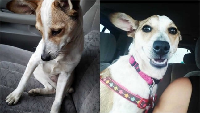 Cachorro em banco de carro