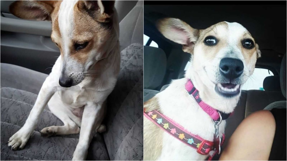 Cachorro em banco de carro