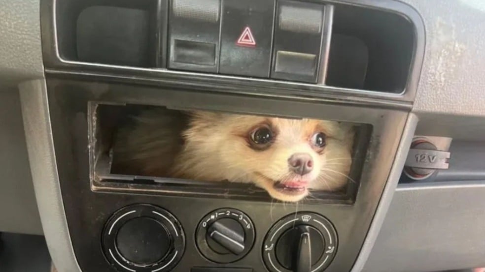 Cão preso no painel do carro