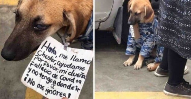 Cachorro com placa em coleira