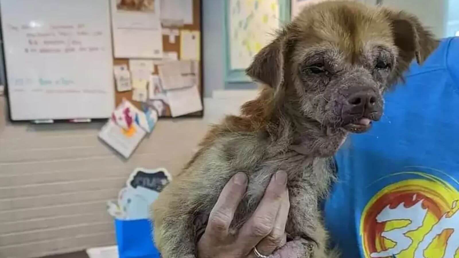 Cachorro resgatado da rua