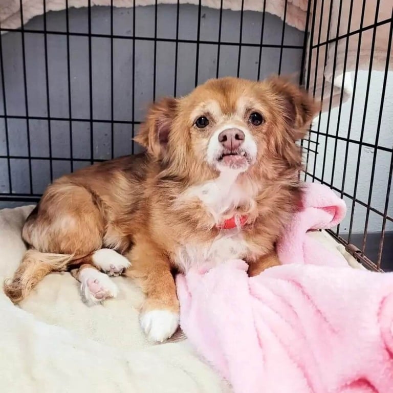 Cachorro resgatado da rua