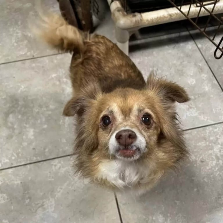 Cachorro resgatado da rua